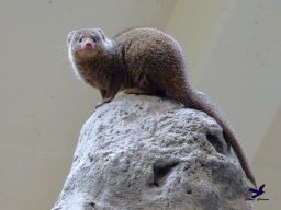 Tiergarten Schönbrunn am 24.02.2026